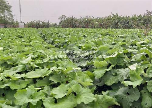 Ngưu bàng là gì? – Từ nguồn gốc sinh học, đến giá trị dinh dưỡng vượt trội