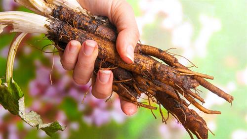 Vai Trò Của Củ Ngưu Bàng Trong Phòng Chống Bệnh Ung Thư