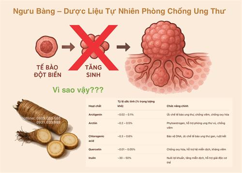 Củ ngưu bàng có công dụng như thế nào trong hỗ trợ điều trị ung thư?