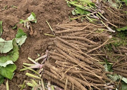 Cách bảo quản củ ngưu bàng tươi