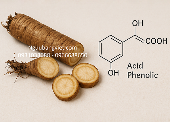 Công dụng của Acid Phenolic và Hàm lượng trong Củ Ngưu Bàng
