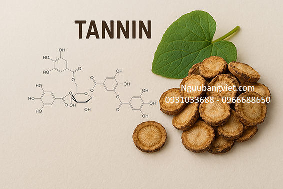 Công Dụng Của Tannin rong Củ Ngưu Bàng: Bằng Chứng Khoa Học Và Ứng Dụng Y Học